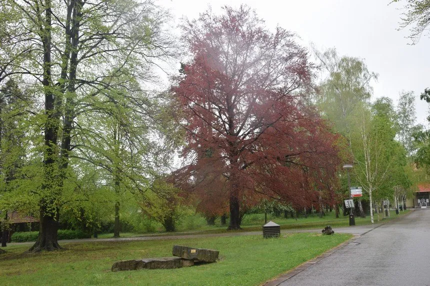 Jarní otvírání Hamzova parku a&nbsp;arboreta s&nbsp;Václavem Větvičkou bylo již tento čtvrtek.
