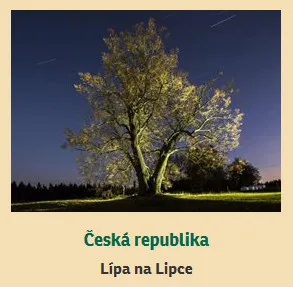 Hlasujte pro Evropský strom roku 2017 – Českou republiku reprezentuje lípa z&nbsp;našeho kraje