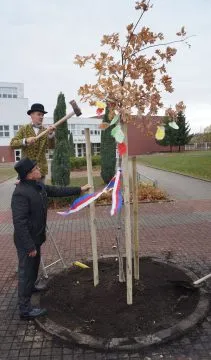 strom_pred_skolou_mensi