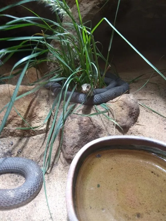 Žáci z&nbsp;pardubického gymnázia v&nbsp;Dašické 1083 na komentované prohlídce v&nbsp;pražské ZOO