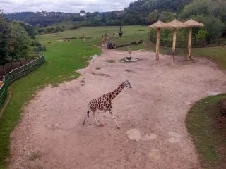 ZOO_11