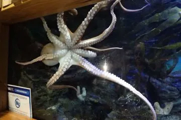 91.-Plymouth-Aquarium