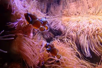 95.-Plymouth-Aquarium