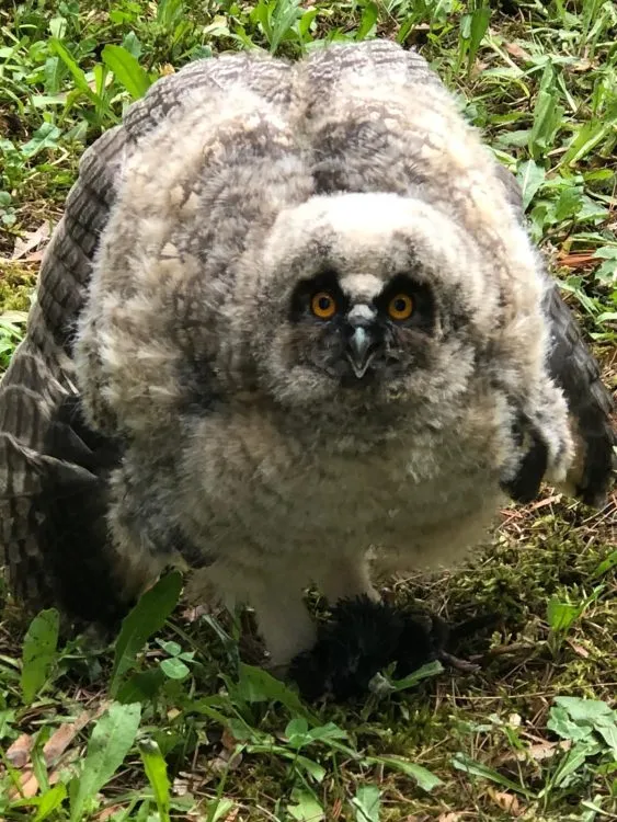 V&nbsp;pardubické chemické škole ́nenosí sovy do Athén ́