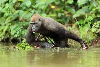 Zoo Praha a&nbsp;REMA lákají na den plný ekologie a&nbsp;her. Sběr starých mobilů podpoří gorily