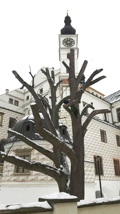 Mrtvou lípu v&nbsp;parkánu zámku čeká kácení