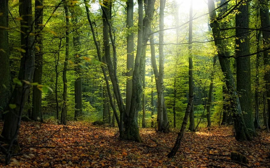 Lesnický den v&nbsp;Železných horách