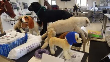 I-takto-mohou-vypadat-ucebni-pomucky-Royal-Veterinary-College-v-Londyne-1