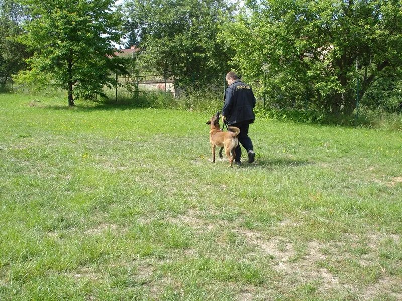 Návštěva psů