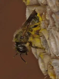 01-O-bicornis-pyl-J-Erhart