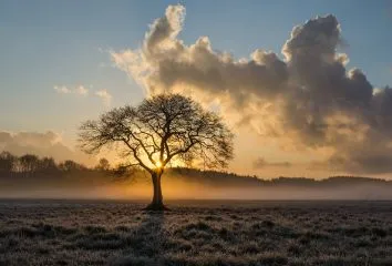 lone-tree-1934897