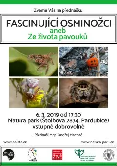 Pavouci